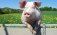В США разрешили переработать свинину с отредактированной ДНК - agroexpert.md   