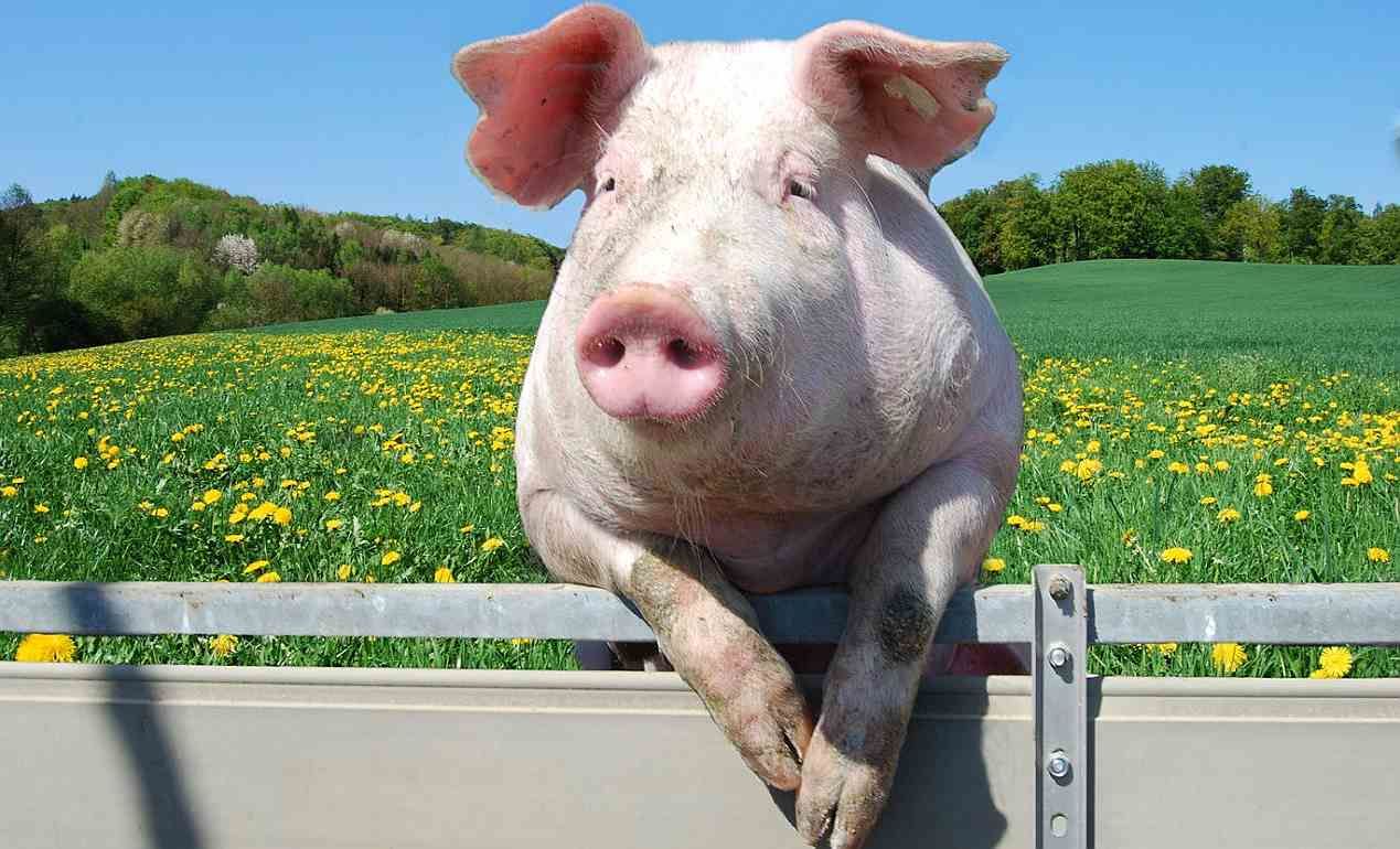 В США разрешили переработать свинину с отредактированной ДНК - agroexpert.md   