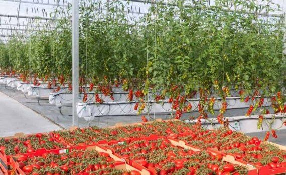 Как стратегия выращивания томатов влияет на вкус - agroexpert.md