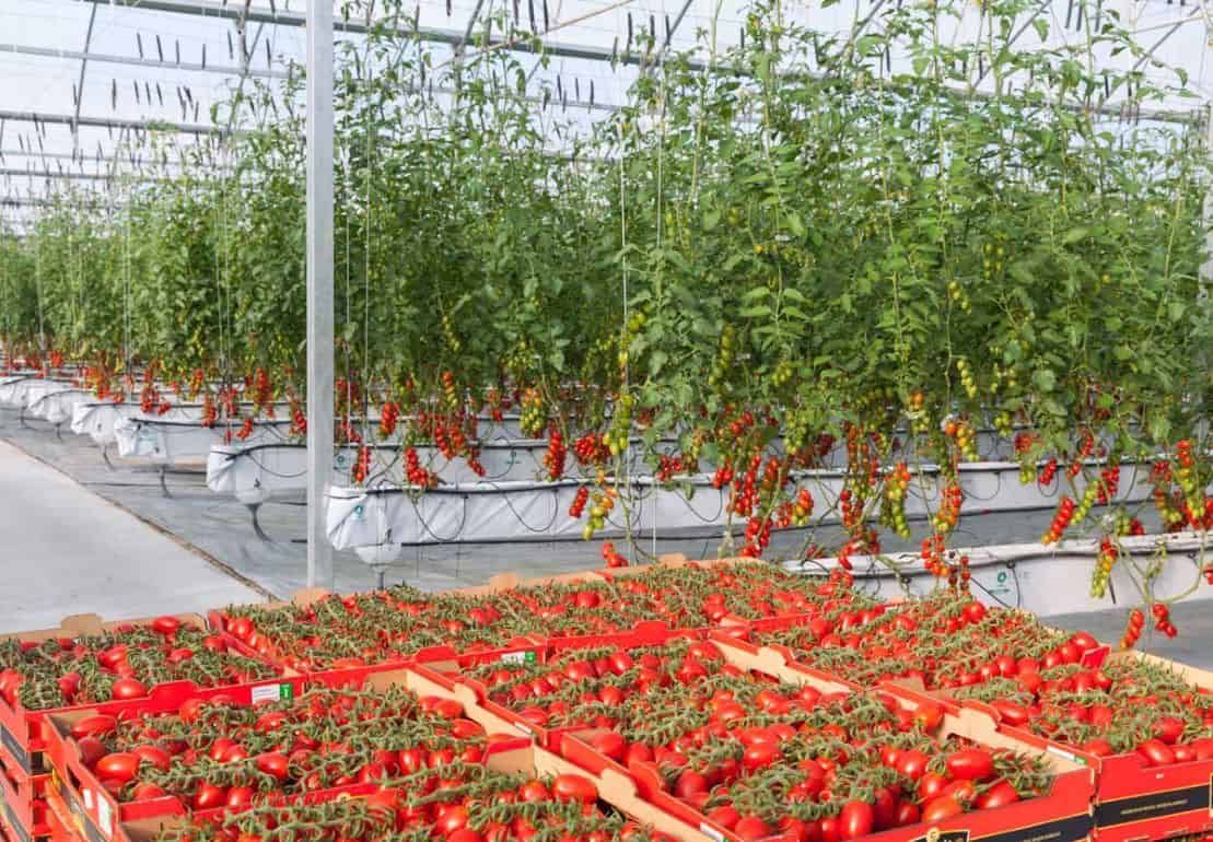 Как стратегия выращивания томатов влияет на вкус - agroexpert.md