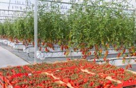 Как стратегия выращивания томатов влияет на вкус - agroexpert.md