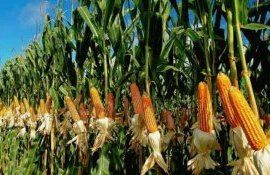 Глобальное снижение урожайности кукурузы в мире - agroexpert.md