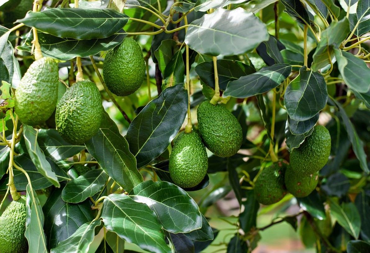 fermieri avocado Spania - AgroExpert.md