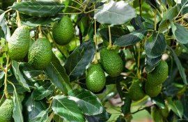 fermieri avocado Spania - AgroExpert.md