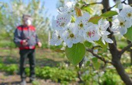 pomi stropiri - agroexpert.md