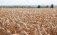 Кремний повышает урожайность пшеницы - agroexpert.md