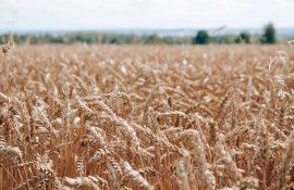 Кремний повышает урожайность пшеницы - agroexpert.md