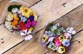 flori comestibile afacere - agroexpert.md