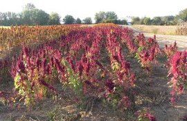 В Европе вырос спрос на украинское амарантовое масло - agroexpert.md