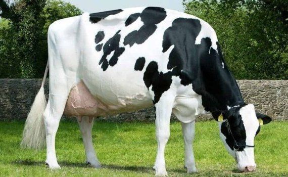 Корова голштинской пароды установила новый рекорд  - agroexpert.md