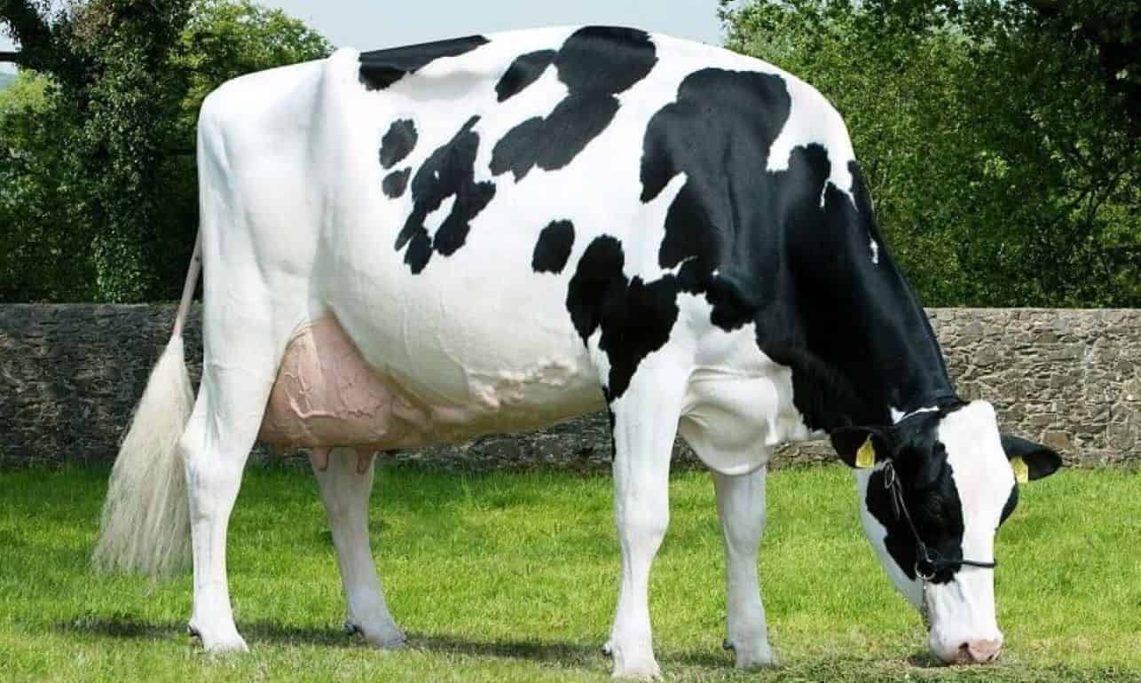 Корова голштинской пароды установила новый рекорд  - agroexpert.md