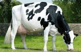 Корова голштинской пароды установила новый рекорд  - agroexpert.md