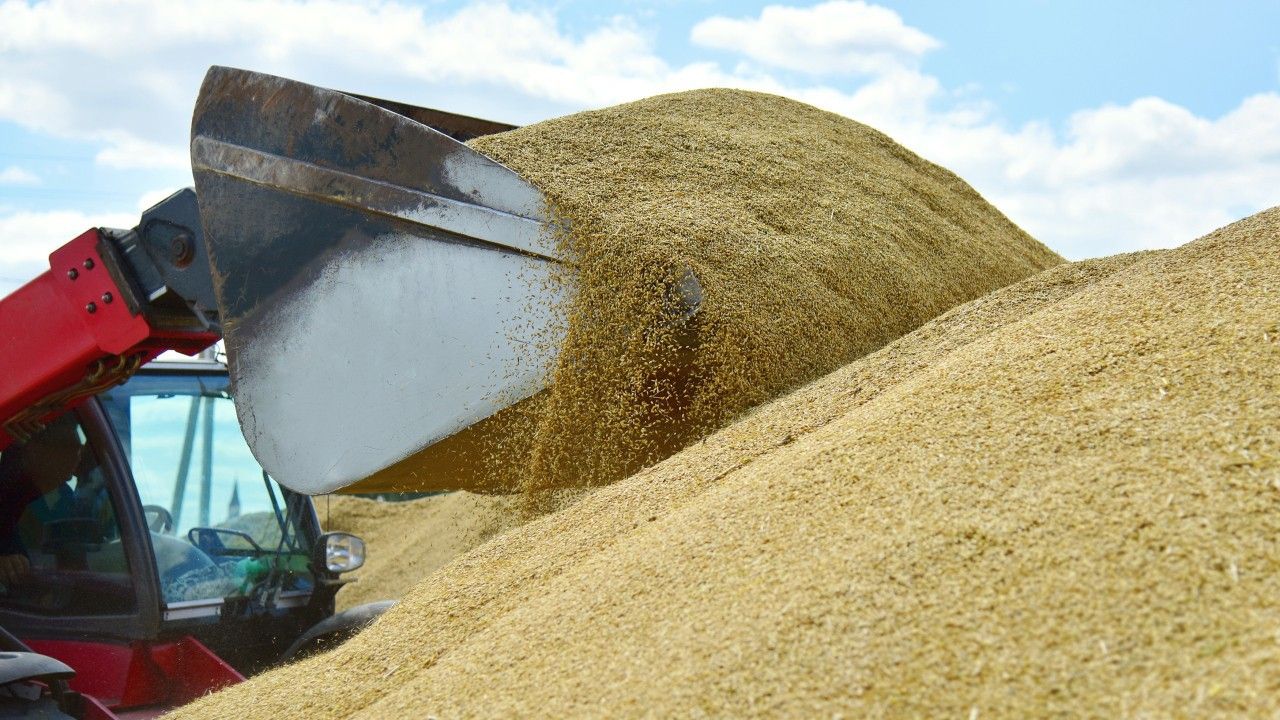 grâu, cereale import Ucraina - agroexpert.md