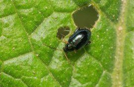 Защита рапса от блошек – канадские лайфхаки - agroexpert.md