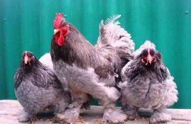 Разводить кур кохинхинов? Аргументы за и против - agroexpert.md