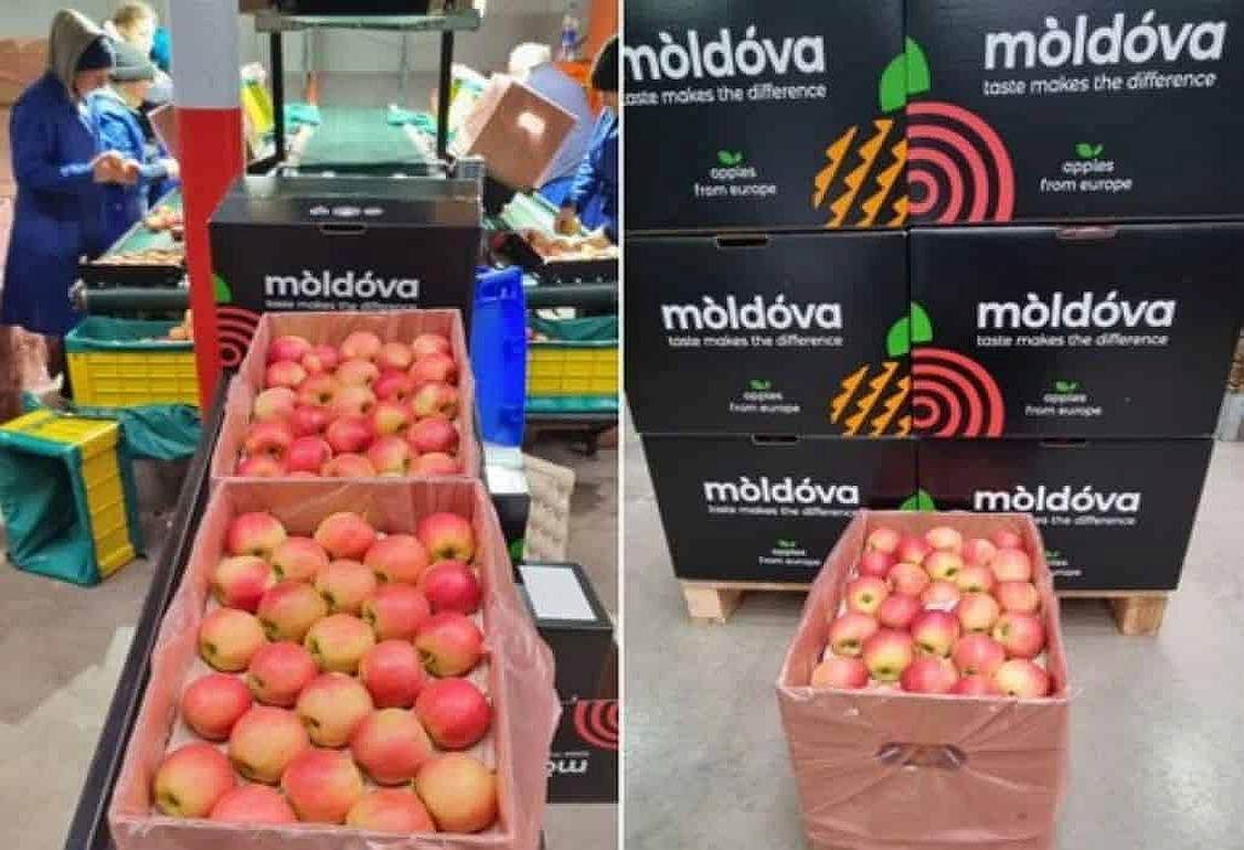 Диверсификация экспортных рынков для молдавских яблок - agroexpert.md