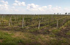 defrișare vie Căușeni - AgroExpert.md