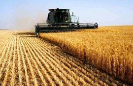 USDA ухудшило для Украины прогноз урожая и экспорта зерна - agroexpert.md
