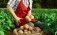 Украинский сорт картофеля «Княгиня» дает рекордные урожаи - agroexpert.md