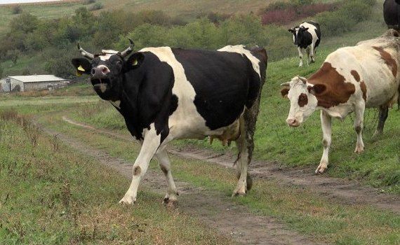 secetă Spania vaci - AgroExpert.md