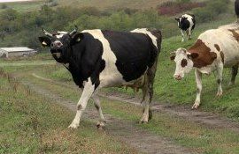 secetă Spania vaci - AgroExpert.md