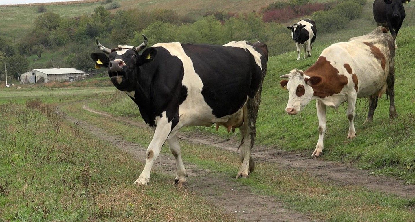 secetă Spania vaci - AgroExpert.md