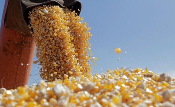 cereale Turcia tarif vamal - agroexpert.md