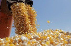 Turcia mărește tariful vamal pentru importurile de cereale. Expert: Decizia ar putea influența prețurile