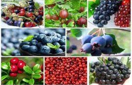 Ягодоводы Молдовы за единый НДС - agroexpert.md