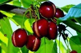 Как предотвратить растрескивание черешни - agroexpert.md