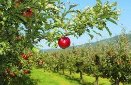 livezi boli simptome - agroexpert.md