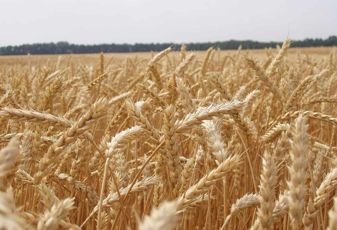 В Украине засеют рекордную площадь яровой пшеницы - agroexpert.md