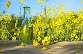 Европейское рапсовое масло продолжает дешеветь - agroexpert.md