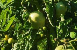 Нанокристаллы из помидорных отходов защитили томаты - agroexpert.md