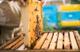 albine inițiative internaționale - agroexpert.md