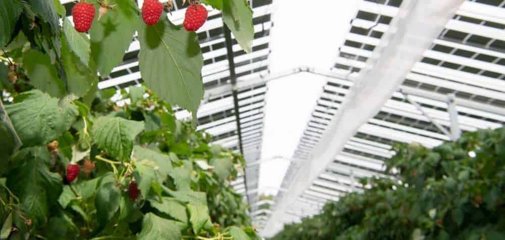 Строительство крупнейшей солнечной электростанции над ягодными плантациями - agroexpert.md   