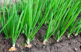 Удобрения для лука – все нюансы луковой подкормки - agroexpert.md