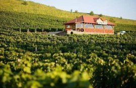 В Закарпатье создали вино по технологии которой тысячи лет - agroexpert.md   
