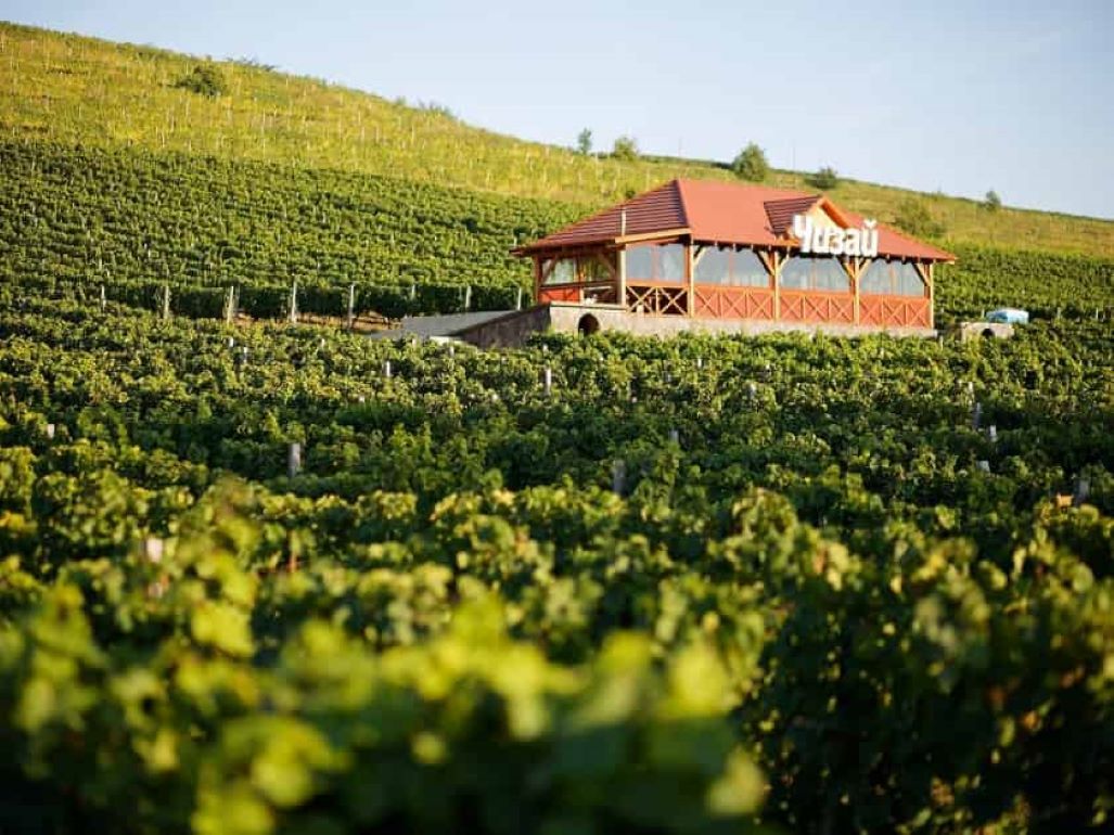 В Закарпатье создали вино по технологии которой тысячи лет - agroexpert.md   