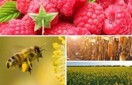 самых интересных новостей - agroexpert.md
