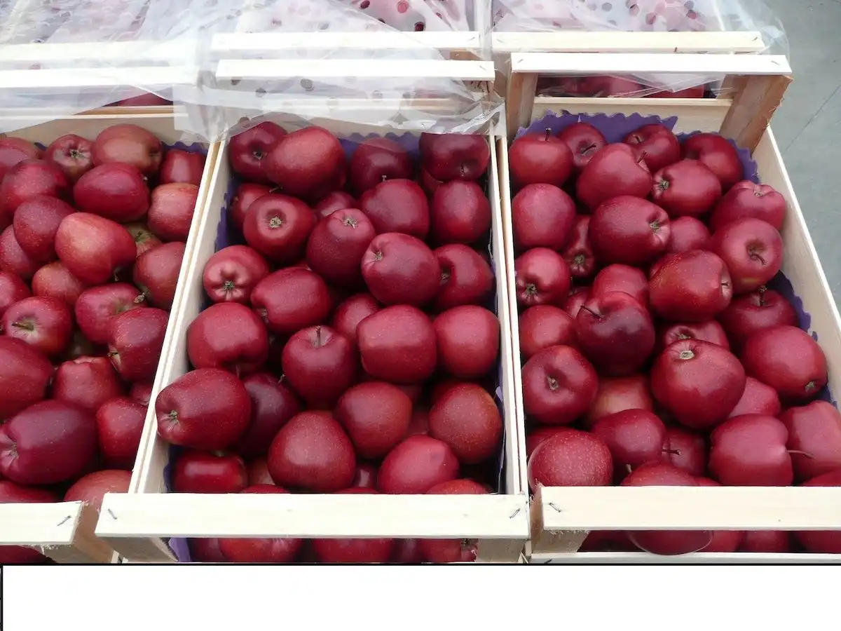 Россия: на рынке яблок наблюдается дефицит качественной продукции