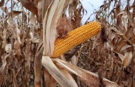 Как помочь посевам кукурузы раскрыть потенциал продуктивности - agroexpert.md