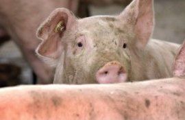 pesat porcina vaccinare - AgroExpert.md