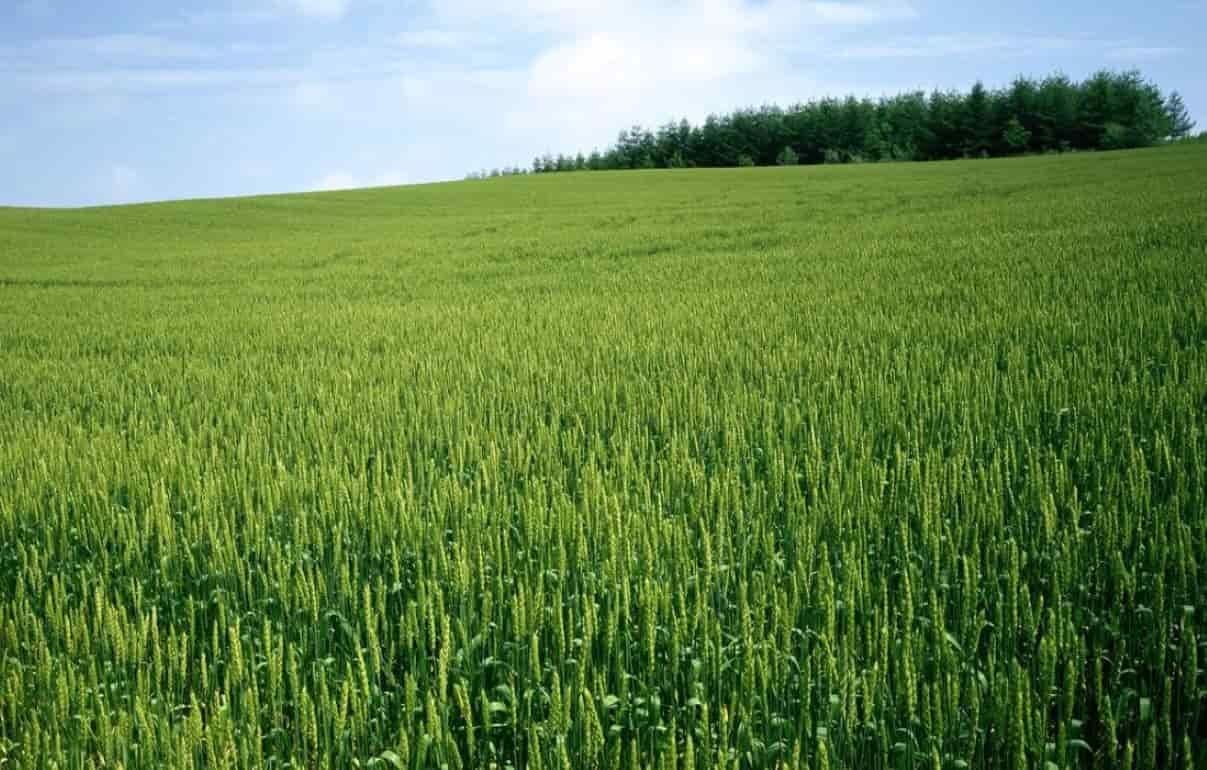 Своими руками. Биозащита озимой пшеницы - agroexpert.md