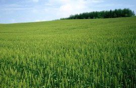 Своими руками. Биозащита озимой пшеницы - agroexpert.md