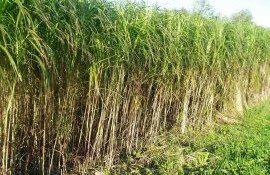 В Украине закладывают плантацию мискантуса для переработки на бумагу - agroexpert.md