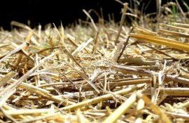 Солома при определенных условиях может стать альтернативой навозу - agroexpert.md