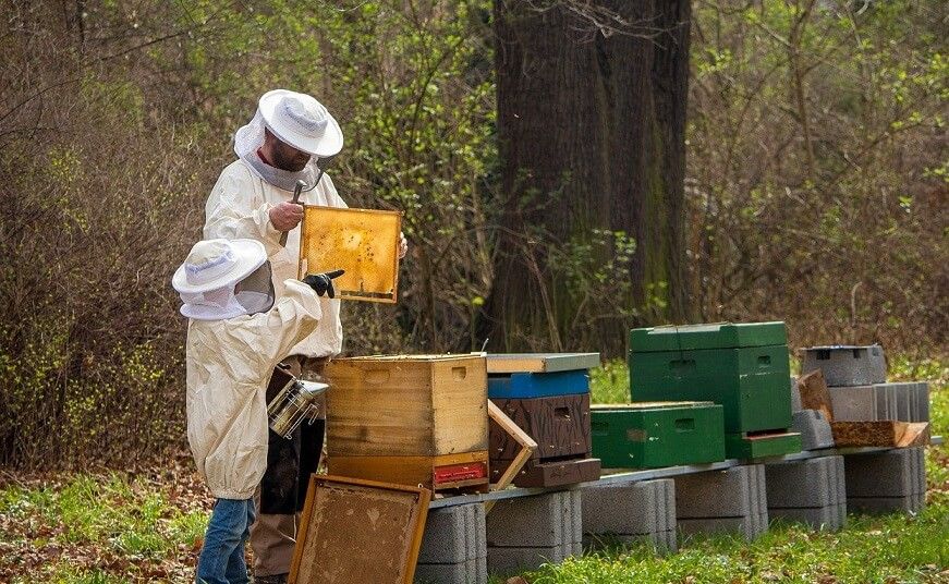 roitul albinelor - agroexpert.md