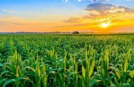 Когда окупается раннее применение фунгицидов на кукурузе - agroexpert.md   