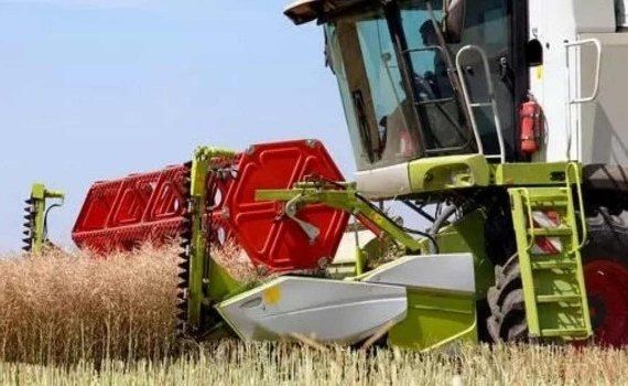 Урожай рапса в ЕС может покорить рекорд последних пяти лет - agroexpert.md